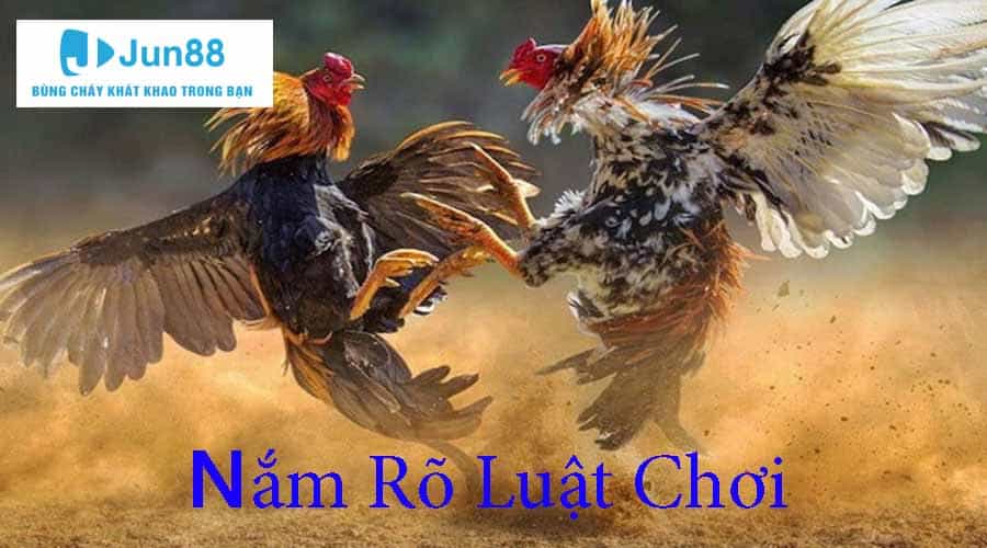 Mẹo Đá Gà Online Bách Thắng - Tổng Hợp Thủ Thuật Bất Bại